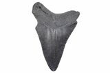 Serrated, Fossil Megalodon Tooth - South Carolina #248891-1
